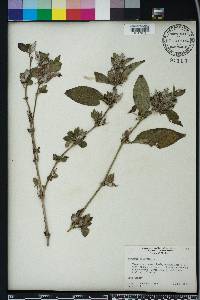 Barleria cristata image