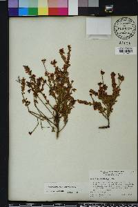 Vaccinium myrsinites image