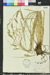 Carex cherokeensis image