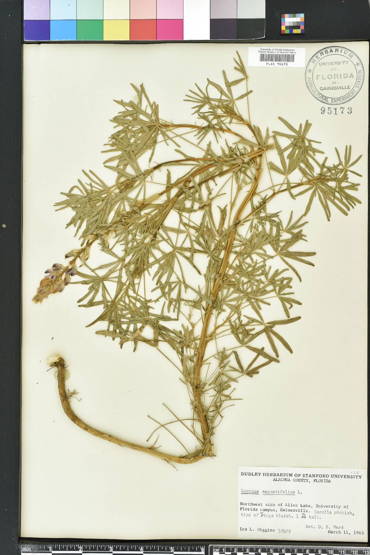 Lupinus angustifolius image