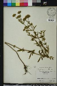 Pycnanthemum flexuosum image