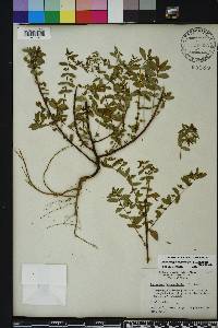 Chamaesyce hyssopifolia image