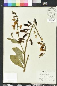 Crotalaria spectabilis image