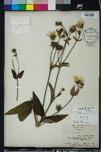 Silphium asteriscus image