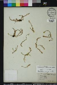 Lysimachia minima image