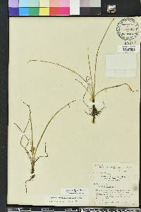 Hypoxis curtissii image