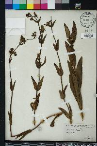 Penstemon multiflorus image