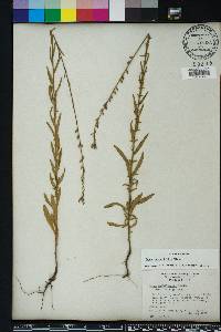 Oenothera simulans image