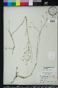 Wahlenbergia marginata image