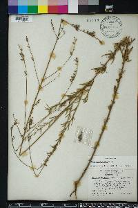 Oenothera simulans image