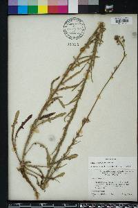 Oenothera simulans image