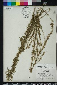 Oenothera simulans image