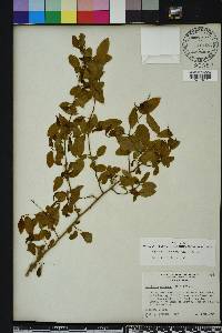 Berchemia scandens image