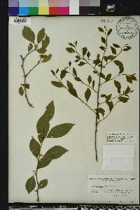 Ilex ambigua image