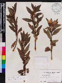 Ludwigia peruviana image