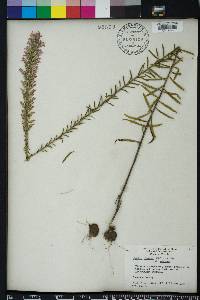 Liatris elegans image