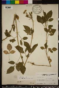 Bidens alba image