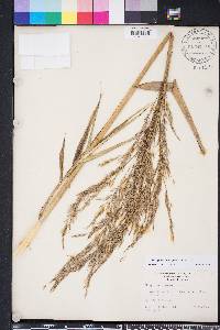 Phragmites karka image