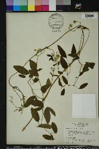 Clematis reticulata image