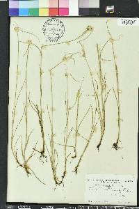 Rhynchospora colorata image