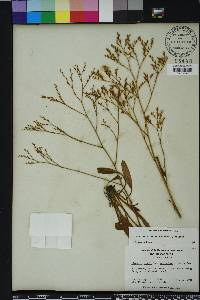 Limonium carolinianum image