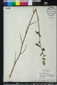 Lobelia glandulosa image