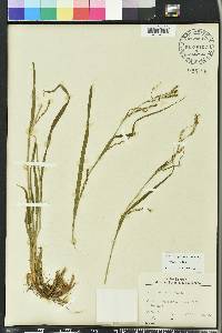 Carex strigosa image