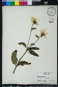 Helianthus tuberosus image