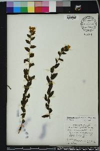 Lithospermum caroliniense image