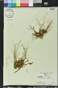 Eleocharis tenuis image