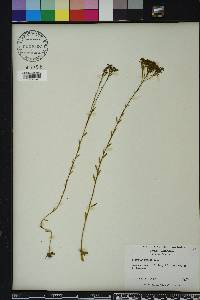 Polygala ramosa image