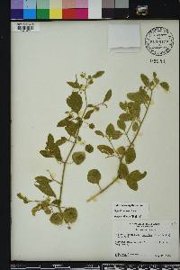 Physalis walteri image