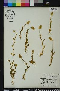 Polygala lutea image