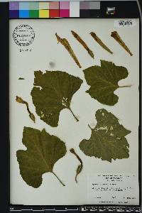 Ipomoea macrorhiza image