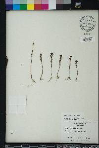 Ludwigia microcarpa image