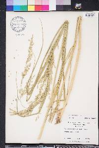 Panicum amarum image