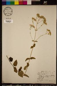 Ageratina aromatica image