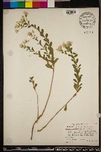 Sericocarpus tortifolius image