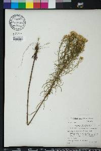 Euthamia caroliniana image