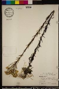 Chrysopsis gossypina subsp. hyssopifolia image
