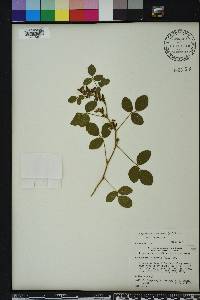 Rhynchosia tomentosa image