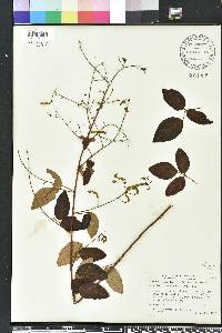 Desmodium laevigatum image