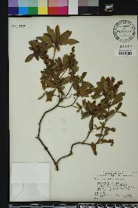 Cliftonia monophylla image