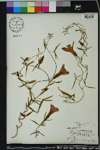 Ipomoea sagittata image