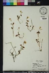 Oxalis priceae image