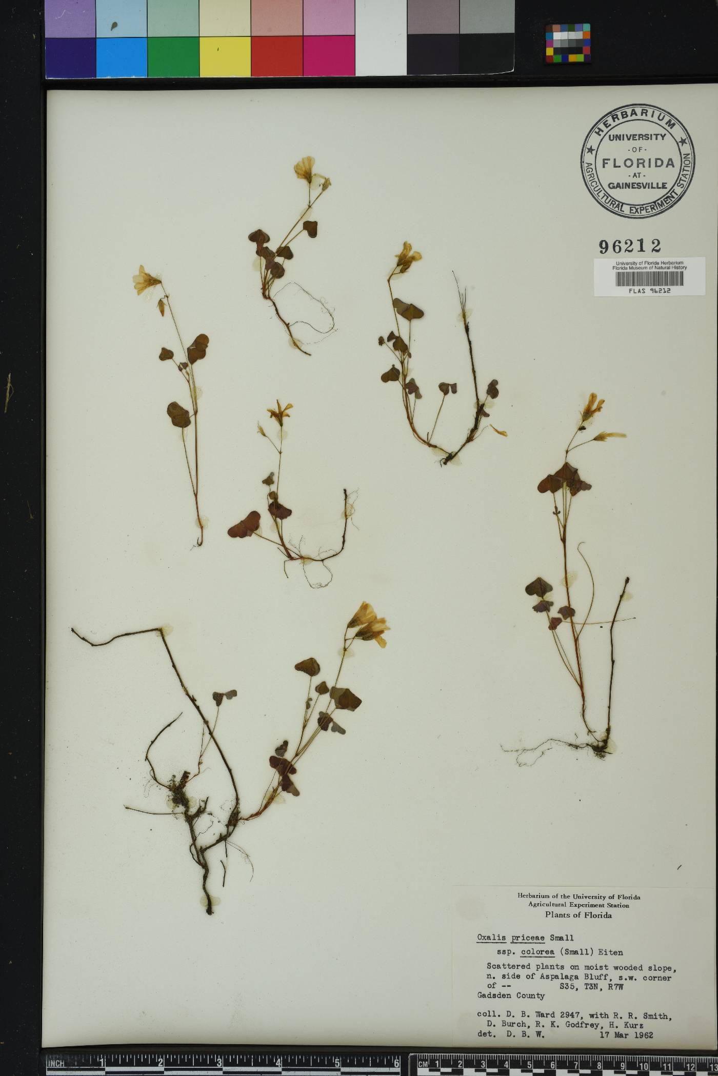 Oxalis priceae image