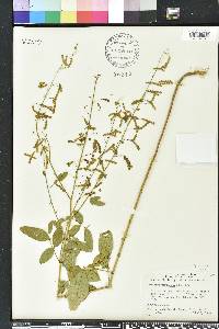 Desmodium tortuosum image