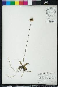 Helianthus heterophyllus image