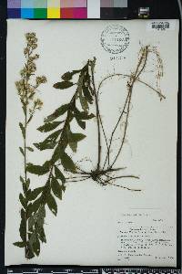 Solidago petiolaris image