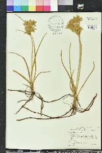 Cyperus lecontei image